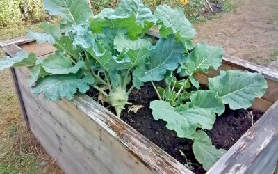 die Erntezeit in unserem Garten neigt sich langsam dem Ende zu